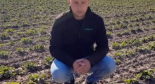 Komunikat truskawkowy - 21.04.2020 - Tomasz Domański, Agrosimex