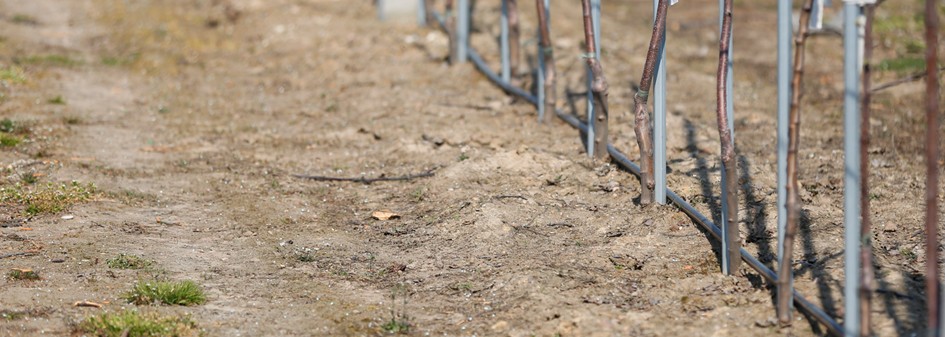 Pomoc suszowa 2019 – kiedy wypłata zaległych pieniędzy ?