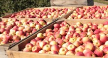Wicedyrektor KOWR: „Zapowiadają się duże zbiory jabłek”   