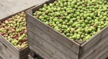 Agrobiznes: Jabłek będzie mniej, ale ich produkcja przekroczy 3 mln ton 