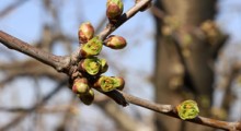 Rozpoczyna się wiosenna sprzedaż ubezpieczeń upraw 