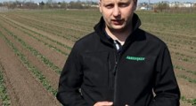 Komunikat jagodowy - 19.04.2021 - Tomasz Domański, Agrosimex 