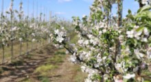 Agrobiznes: Przymrozki sadownikom nie straszne…