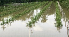 Wyższe dopłaty do ubezpieczeń upraw rolnych nie rozwiążą problemu... 