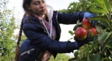 Duże firmy chcą pracowników z Ukrainy. Rośnie konkurencja dla sadownictwa ?