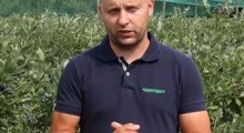 Komunikat jagodowy - borówka - 17.07 – Agrosimex	