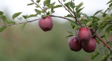 W tym sezonie będzie duża konkurencji na rynku jabłek 