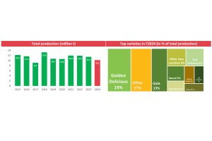  WAPA: Prognoza zbiorów jabłek w 2024 roku - odmiany 