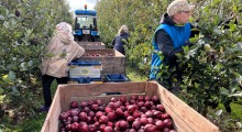 Czy pogoda w nadchodzących dniach będzie sprzyjać sadownikom ? 