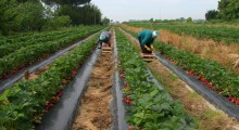 Lekarze z apelem do plantatorów truskawek