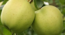 New Golden Delicious made in USA 