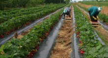 Sadownicy będą płacić składki od pracowników sezonowych ?