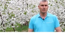 Komunikat sadowniczy - 23.04.2018 - Robert Binkiewicz, Agrosimex